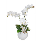 White Orchid - Orchid