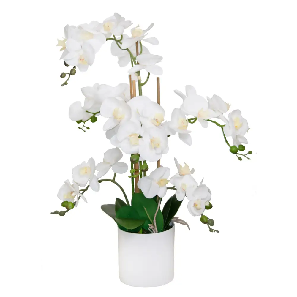 White Orchid with White Pot - Orchid
