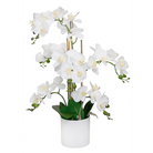 White Orchid with White Pot - Orchid