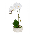 White Polka Dot Pot with Orchid - Orchid