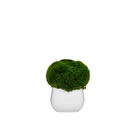 White pot with Moss - Botanicals